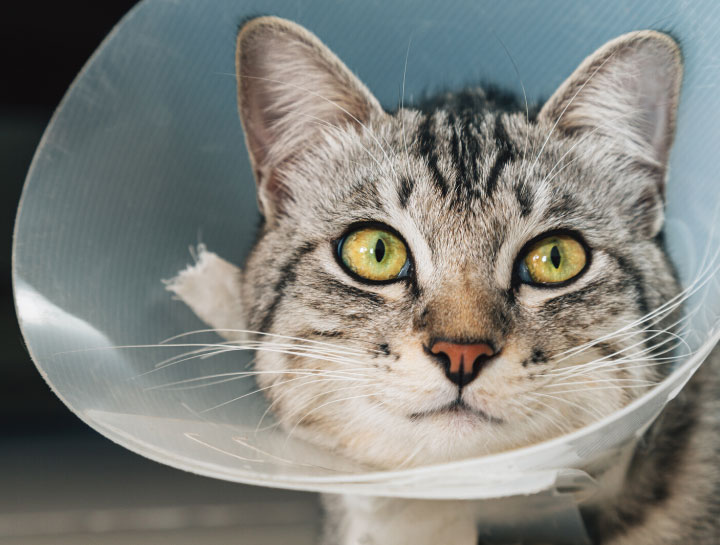 Orthopedic Cat Surgery